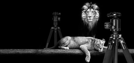 Lion Rock Black Edition