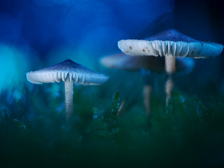 Makro-Pilz-Fotografie